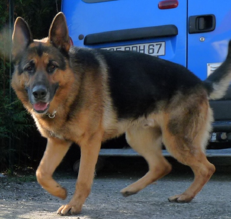 Dragon de la Bête des Vosges - Tres bon