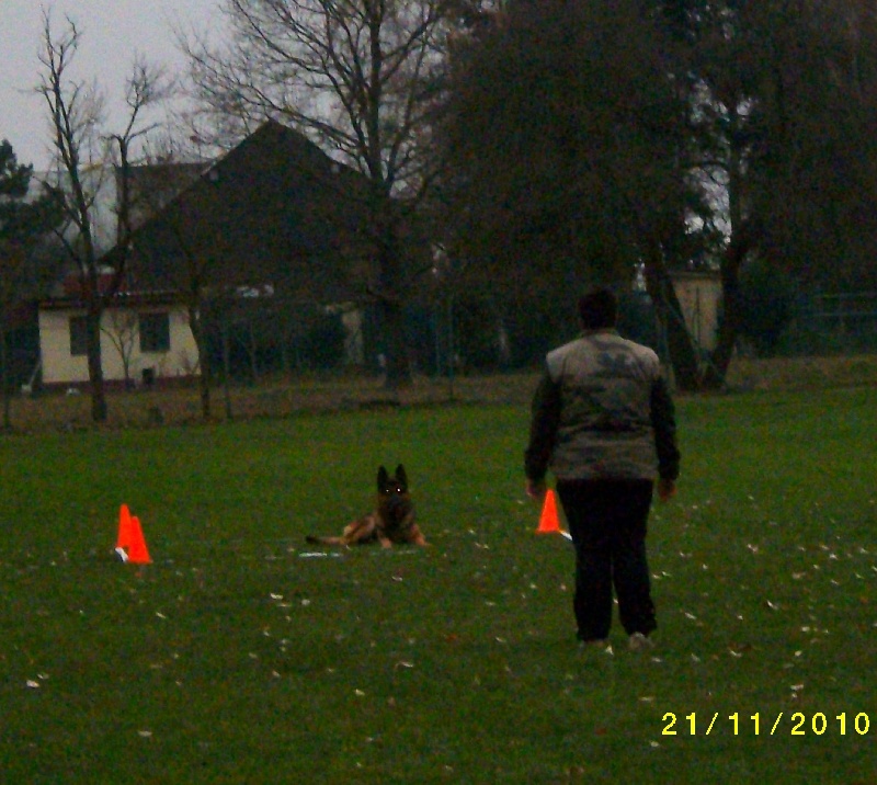 Dragon de la Bête des Vosges - obeissance1