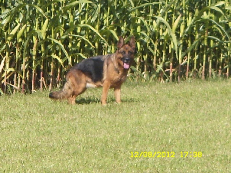 Derry Del gobbo - Obeissance 1