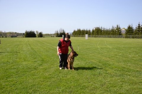 Dragon de la Bête des Vosges - obeissance 2