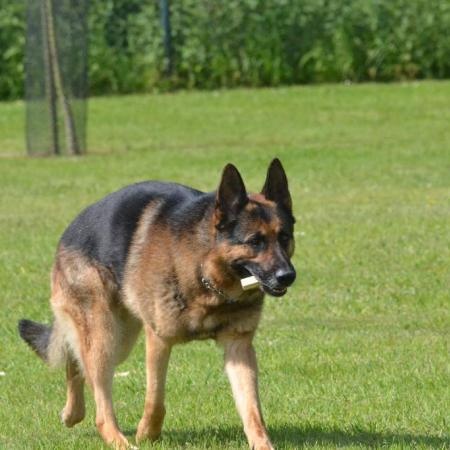 Dragon de la Bête des Vosges - obeissance 2