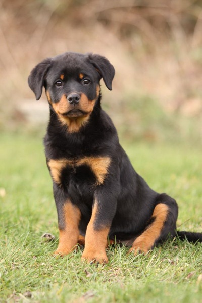 Publication : de l'Ombra del Gigante Auteur : fanny Goergler