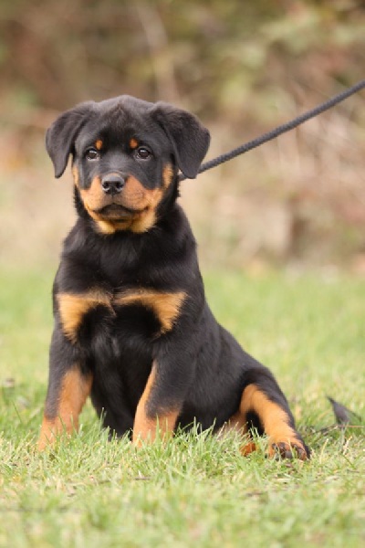 Publication : de l'Ombra del Gigante Auteur : fanny Goergler