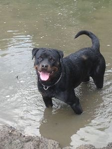 Publication : de l'Ombra del Gigante