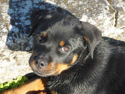 Publication : de l'Ombra del Gigante