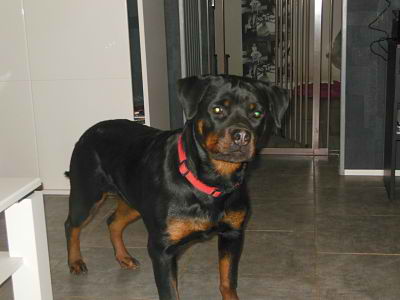 Publication : de l'Ombra del Gigante