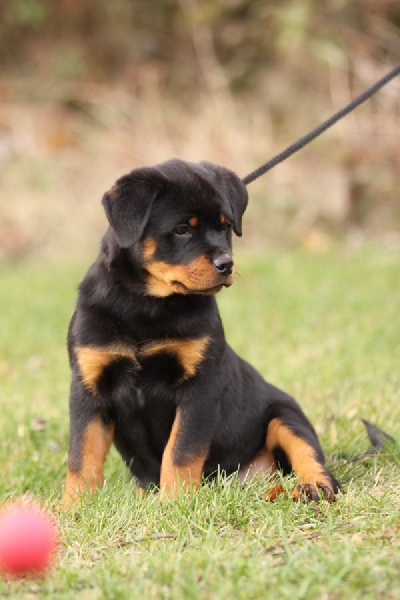 Publication : de l'Ombra del Gigante Auteur : fanny Goergler