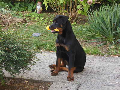 Publication : de l'Ombra del Gigante