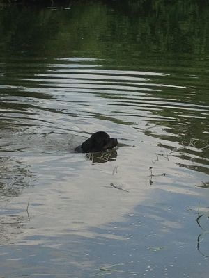 Publication : de l'Ombra del Gigante