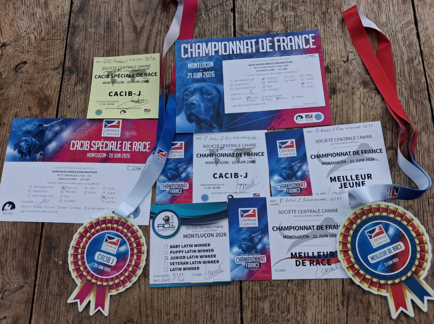 Aliocha des merles Enchanteurs - CACIB-J Meilleur Jeune Meilleur de Race et Latin Winner