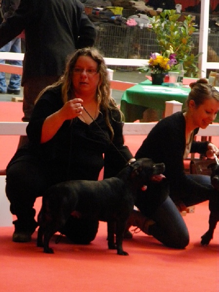 God save the queen des Bruns d'Averone - Exc non classé