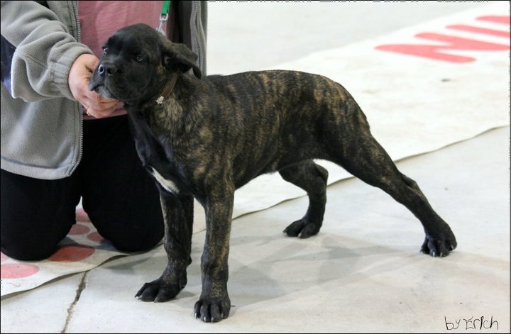 Fortuna des Bruns d'Averone - 3 eme prometteur