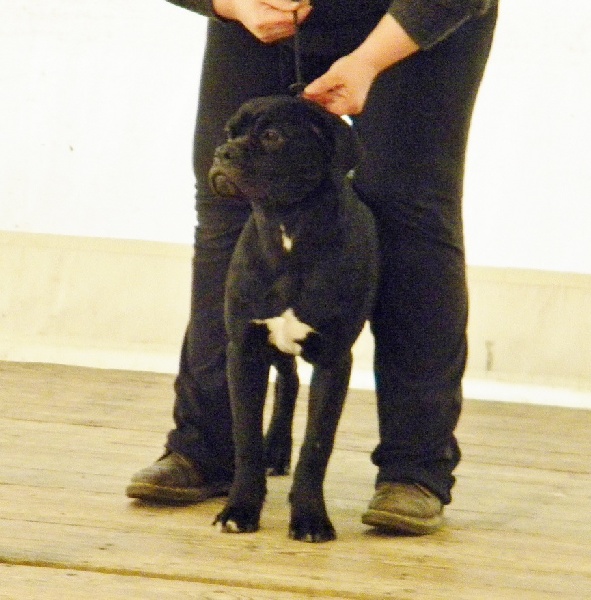 Happy girl des Bruns d'Averone - très prometteur