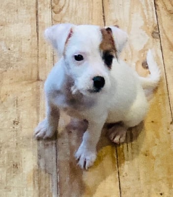 du domaine de Dalfinat