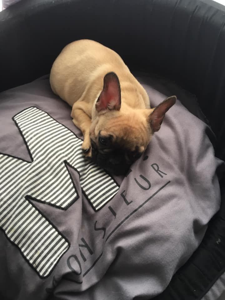 CHIOT - Bouledogue français