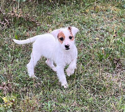Les chiots de Jack Russell Terrier