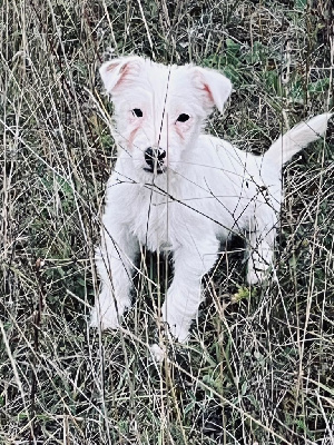 Les chiots de Jack Russell Terrier