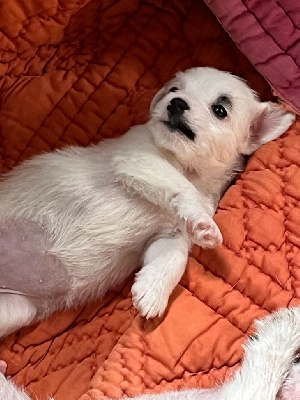 Les chiots de Jack Russell Terrier