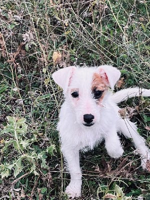 Les chiots de Jack Russell Terrier