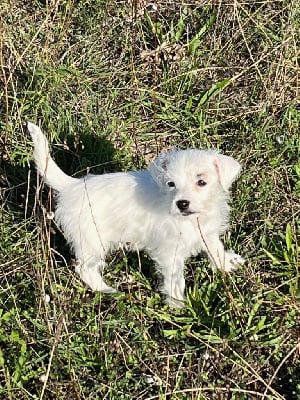 Les chiots de Jack Russell Terrier