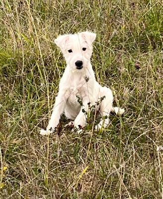 Les chiots de Jack Russell Terrier