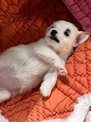 Jack Russell Terrier - du domaine de Dalfinat