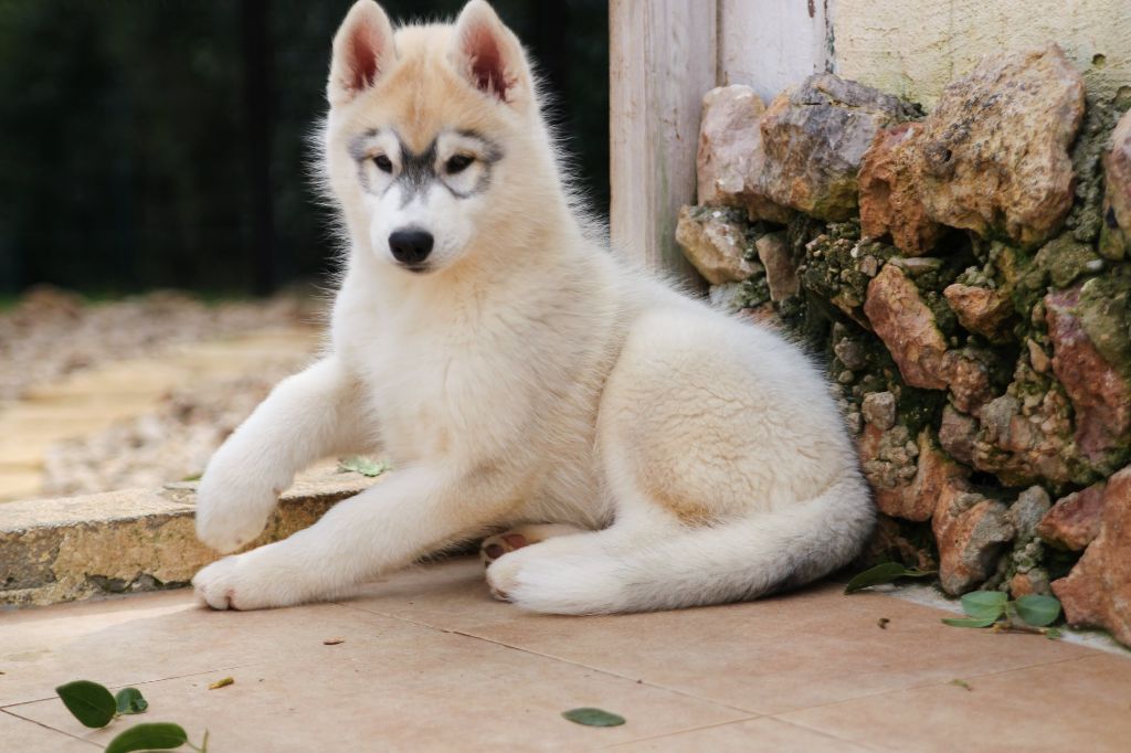 Publication : Bloodsnow