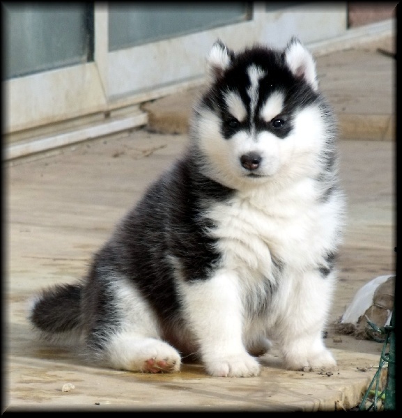 Bloodsnow Easy lover