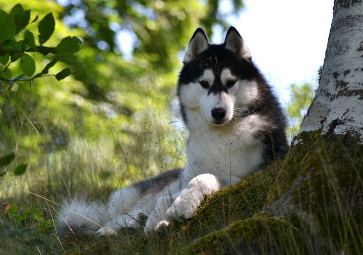 Bloodsnow Easy lover