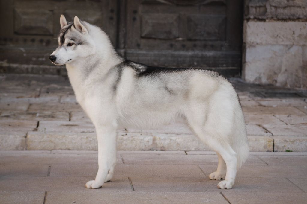 Publication : Bloodsnow