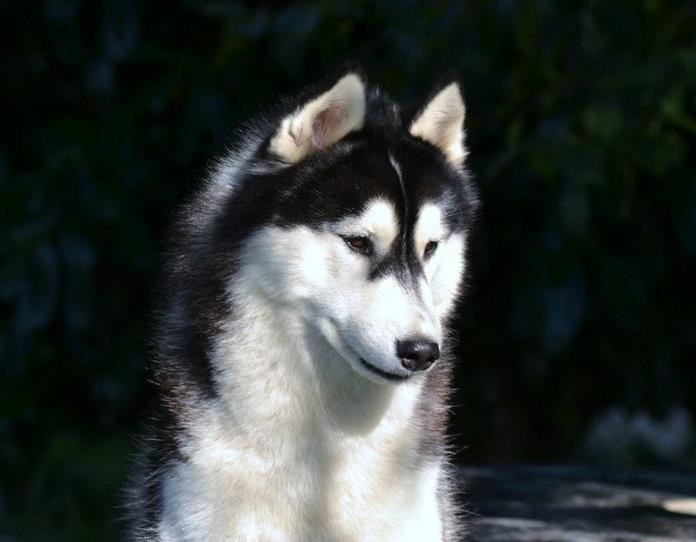 Bloodsnow Easy lover