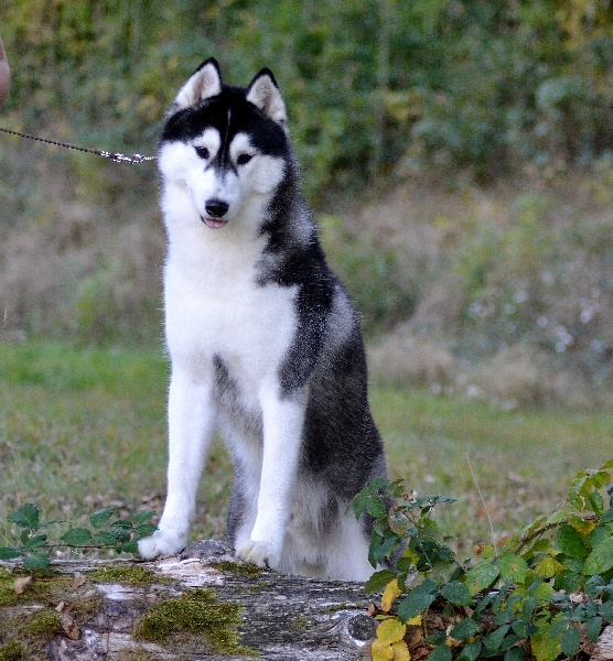 Bloodsnow Easy lover