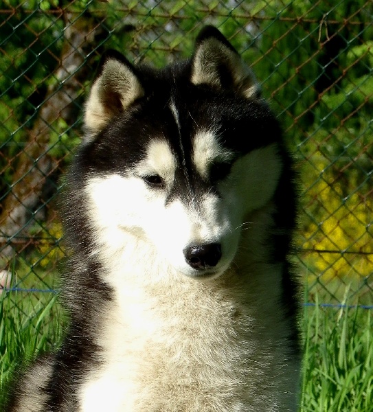 Bloodsnow Easy lover