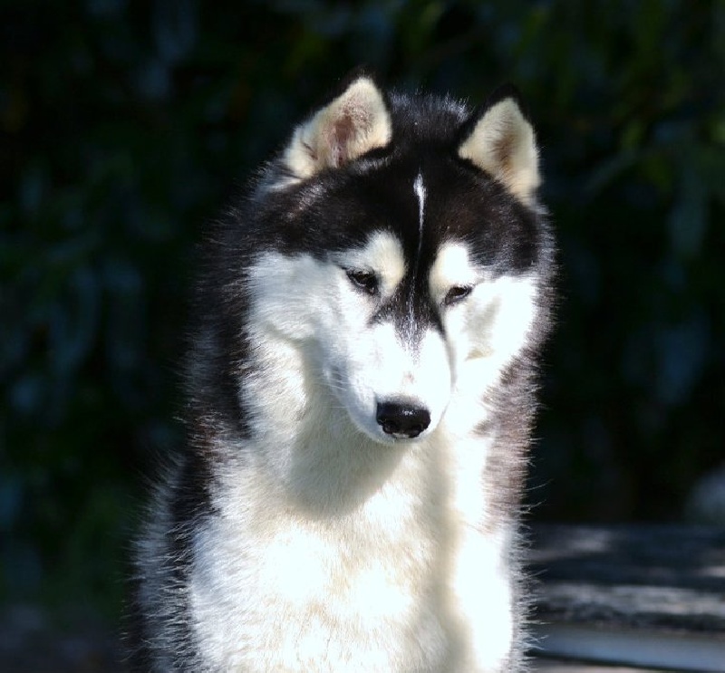 Bloodsnow Easy lover