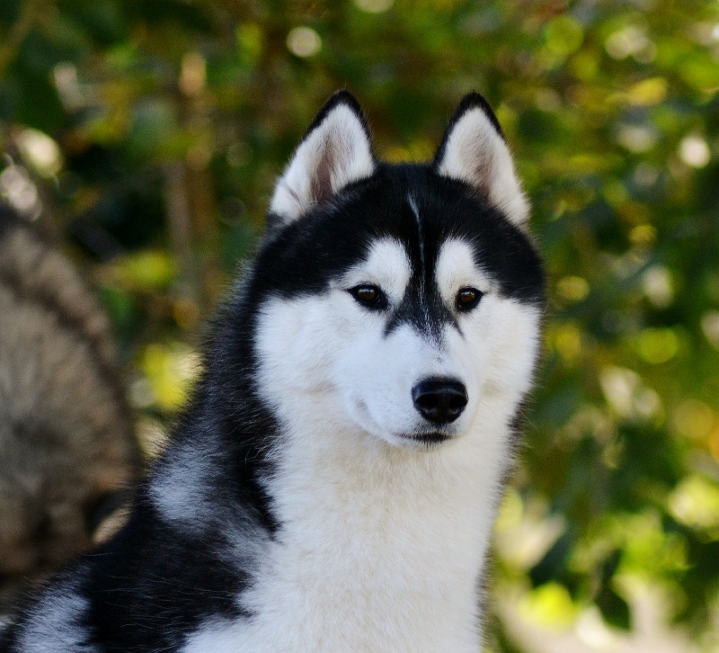 Bloodsnow Easy lover