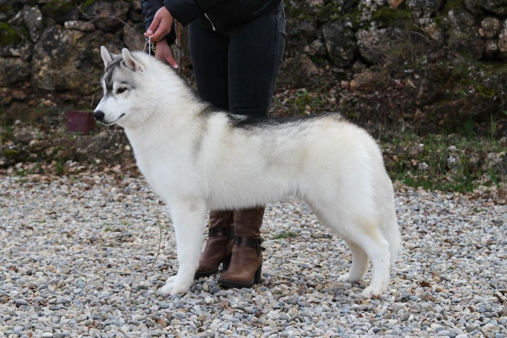 Publication : Bloodsnow