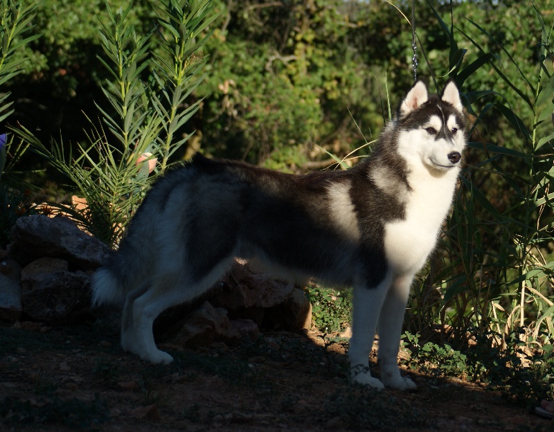 Bloodsnow Easy lover