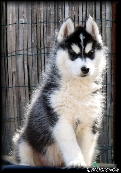 Bloodsnow Easy lover