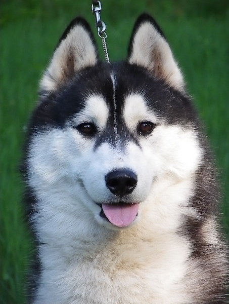 Bloodsnow Easy lover