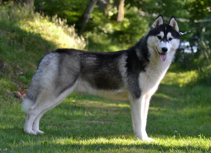 Bloodsnow Easy lover