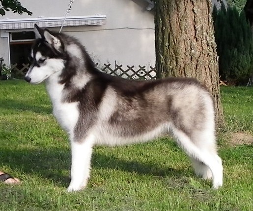 Bloodsnow Easy lover