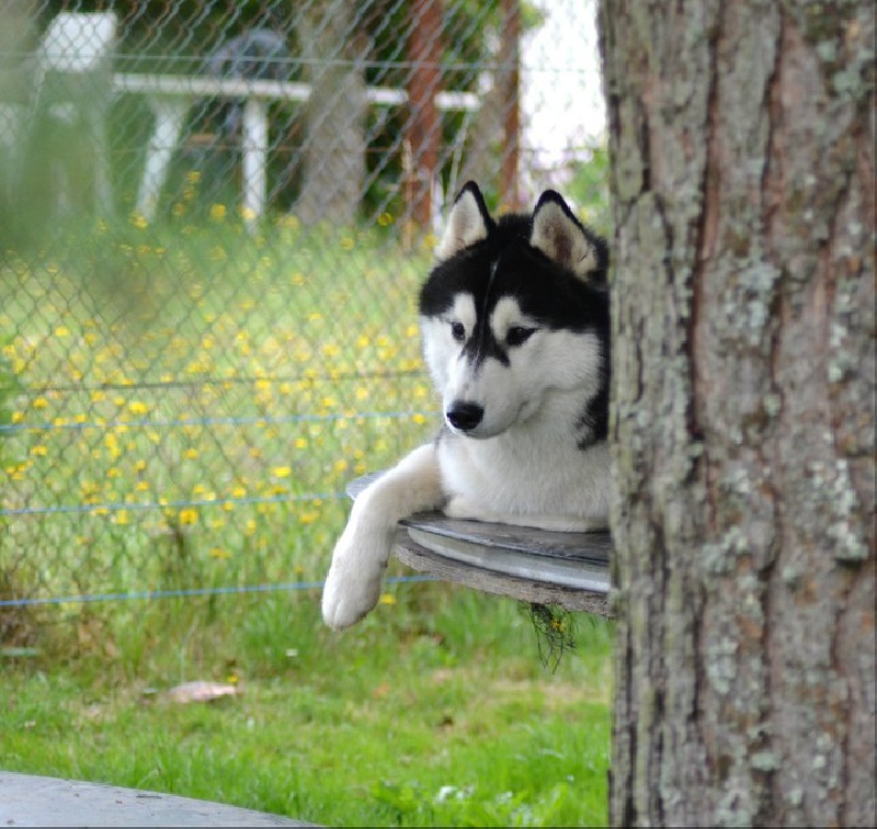 Bloodsnow Easy lover