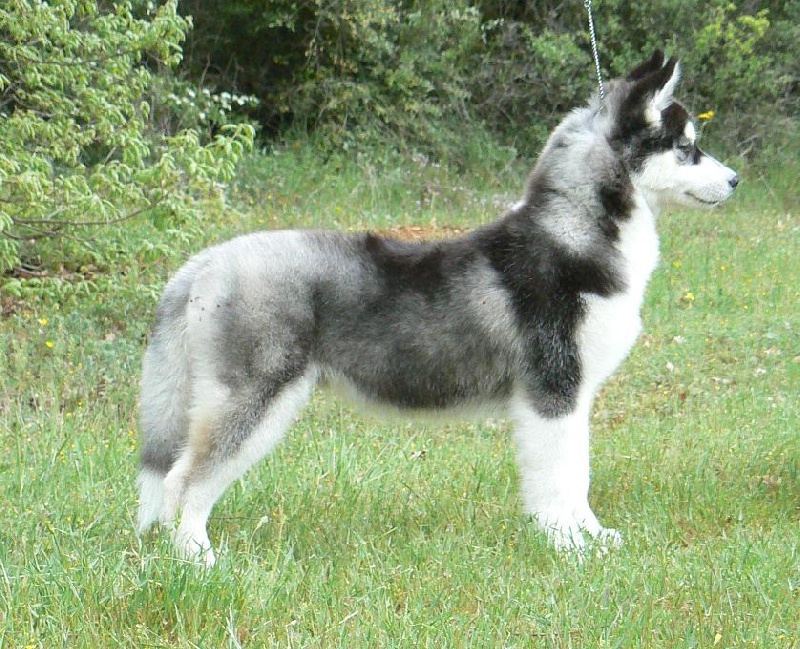 Bloodsnow Easy lover