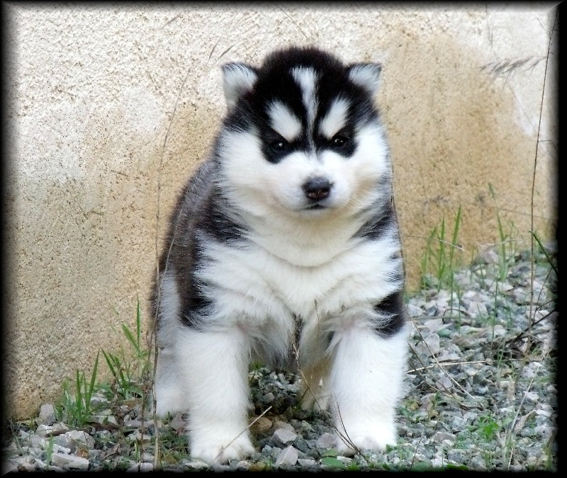 Bloodsnow Easy lover