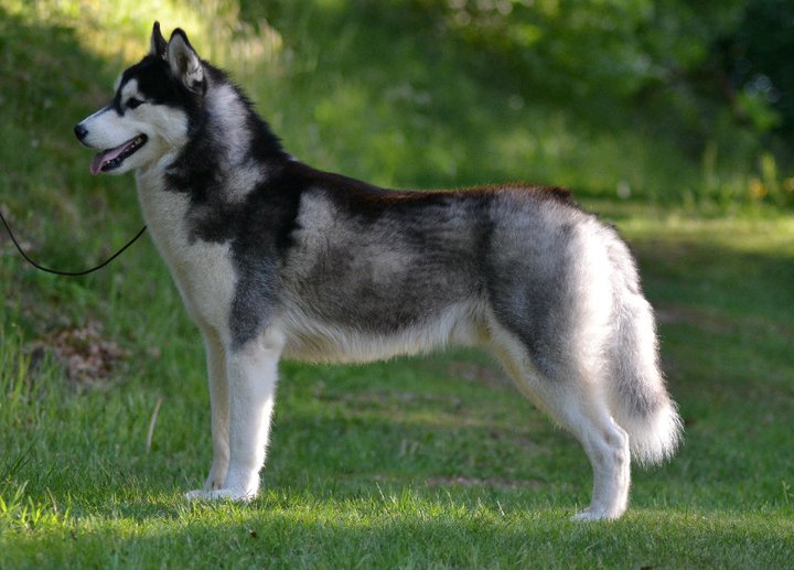 Bloodsnow Easy lover