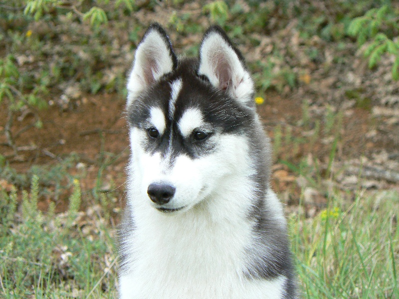 Bloodsnow Easy lover