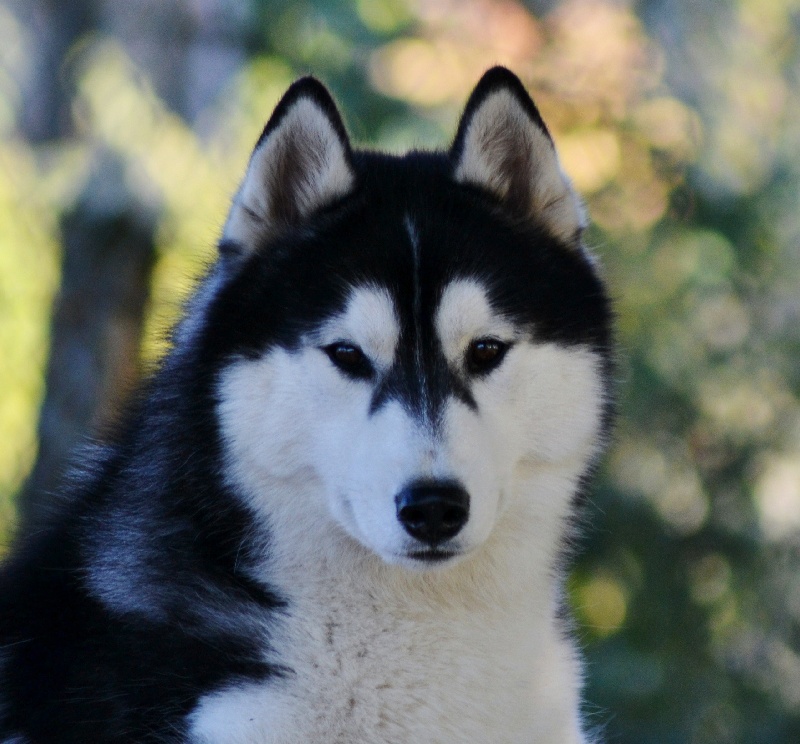 Bloodsnow Easy lover