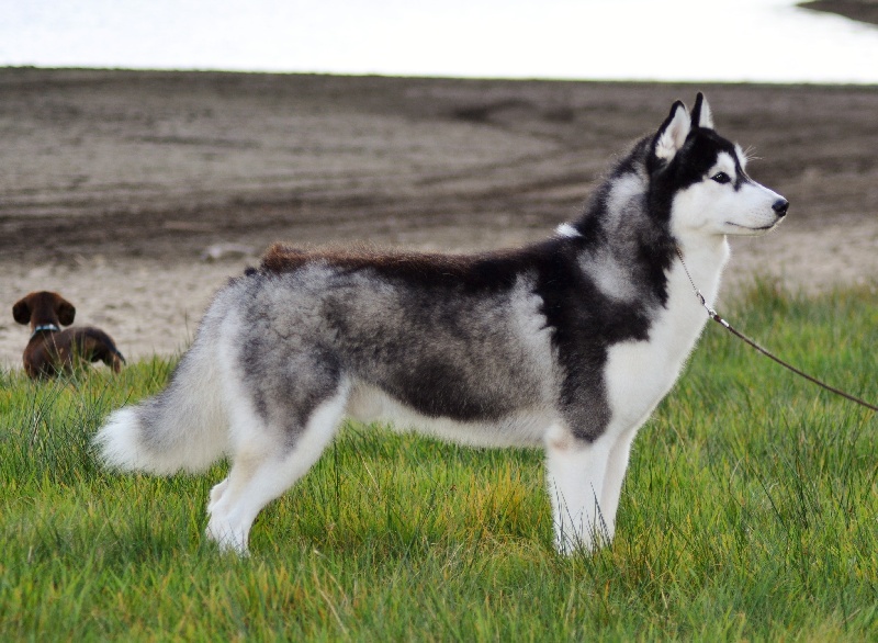 Bloodsnow Easy lover