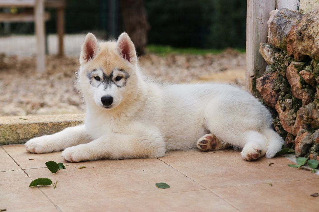 Publication : Bloodsnow