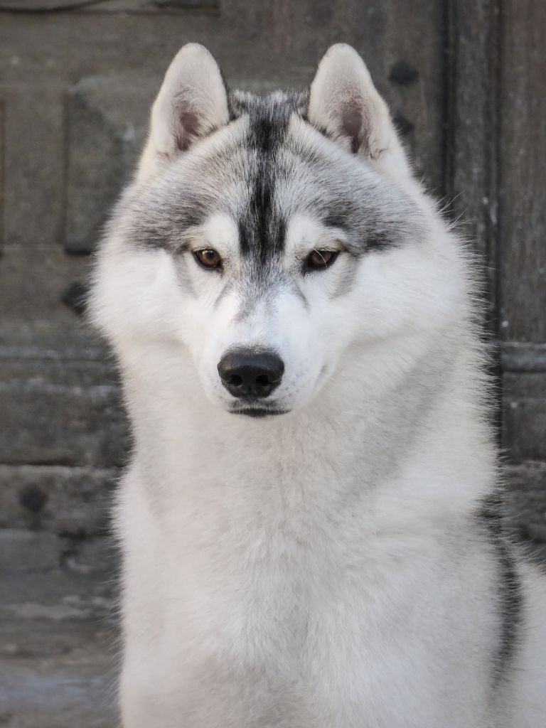 Publication : Bloodsnow